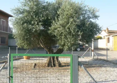 Fiestas y Tradiciones