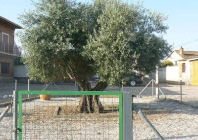 Fiestas y Tradiciones 01